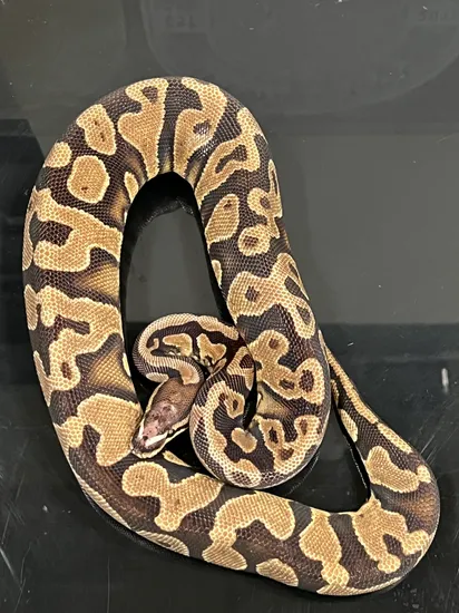 Scaleless Head Asphalt/YB 66% Het Pied Ball Python by Hub City Koi ...