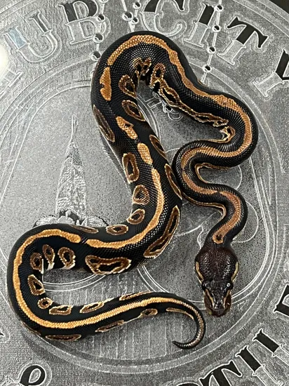 Blackhead Huffman Ball Python Blackhead Quake Huffman Ball Python by Hub City Koi & Reptiles