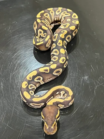 Mojave Gravel / Yellowbelly Ball Python by Hub City Koi & Reptiles