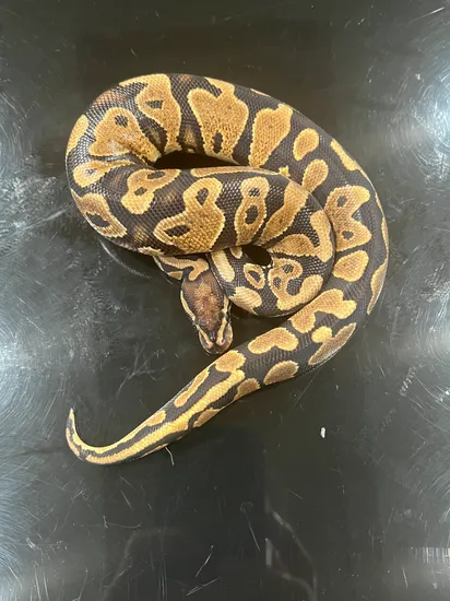 1.0 Gravel 66% DH Het Pied Albino 0.1 Enchi Yellowbelly Het Pied Ball ...