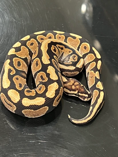 Spotnose Calico 66% Het Sunset Ball Python by Hub City Koi & Reptiles