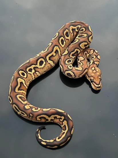 Hurricane Yellowbelly Clown Ball Python by Hub City Koi & Reptiles