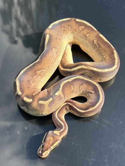RTB Super Gravel Het Pied 66% Het Albino Ball Python by Hub City Koi ...