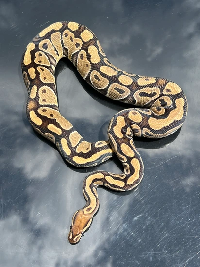 No Reserve Gravel 66% Het Clown Ball Python by Hub City Koi & Reptiles
