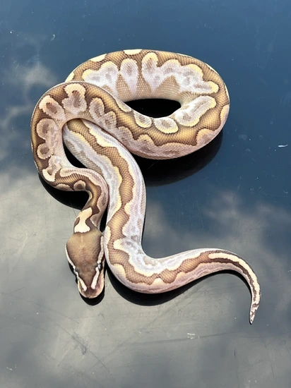 🤯💥Scrambler Bamboo Black Pastel Calico Ball Python by Hub City Koi ...