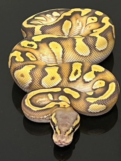 Orange Dream Mojave Hypo Ball Python by Hub City Koi & Reptiles