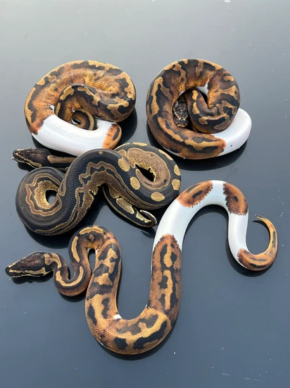 Tri-Stripe Pied Group (READ DESCRIPTION) Ball Python by Hub City Koi ...