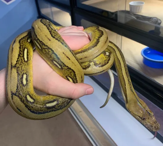 Motley Tiger HOGS Het Purple Reticulated Python by Coltons Colossal Retics