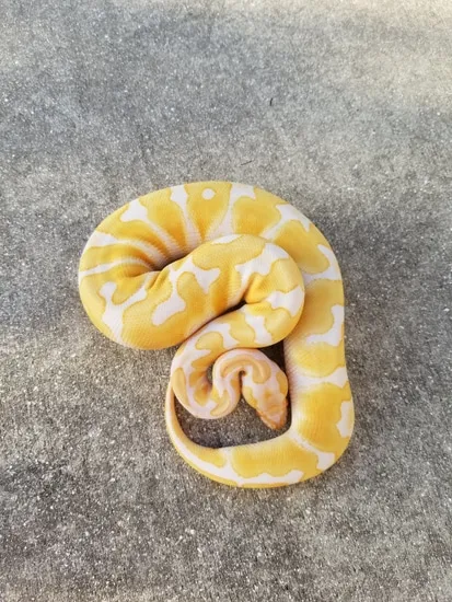 Albino (Pos Super) Orange Dream Ball Python by Palumbo's Pythons & Boas