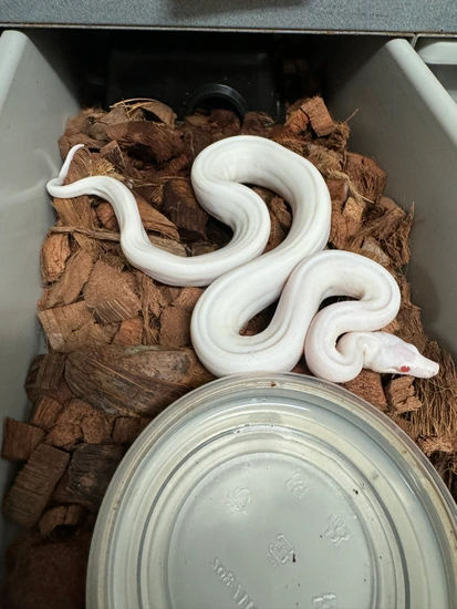 Super Hypo Blizzard Boa Constrictor by Palumbo's Pythons & Boas