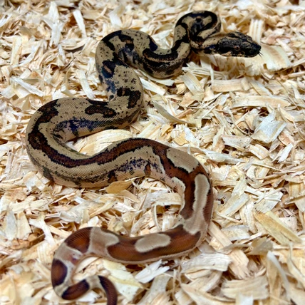 HurQleys Herps - MorphMarket