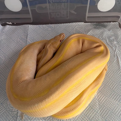 Albino Genetic Stripe