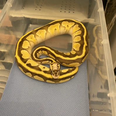 0.1 Firefly Stranger Het Clown