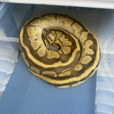 Het Clown Bundle Ball Python - female for sale from Brewsters ballz