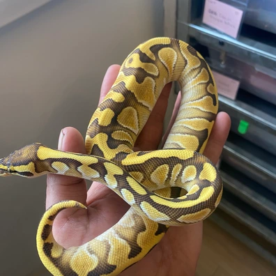 Lesser Enchi Yb Or Gravel Het Clown Ball Python - male for sale from Brewsters ballz