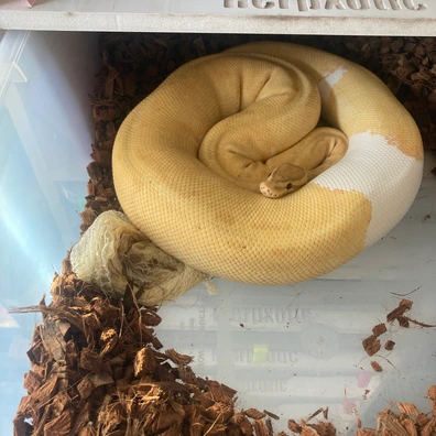 Proven Female Coral Glow Pin Pied Ball Python - female for sale from Brewsters ballz
