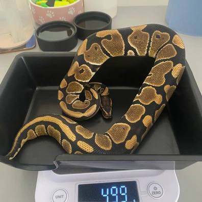 1.2 Het Clowns Ball Python - unknown for sale from Brewsters ballz