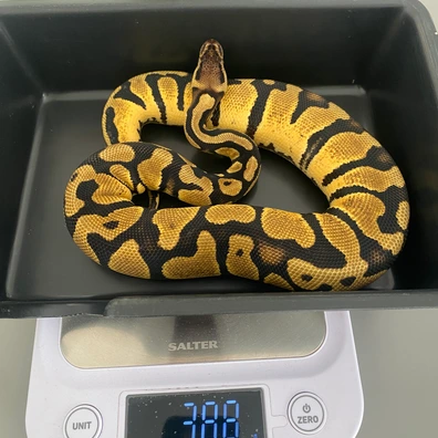 Od Pastel Enchi Dh Dg Pied Ball Python - male for sale from Brewsters ballz