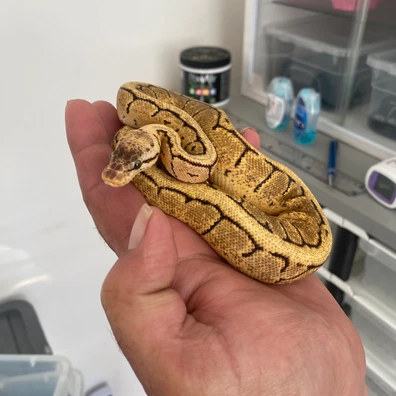 Pastel Pin Dh Dg Pied Ball Python - male for sale from Brewsters ballz