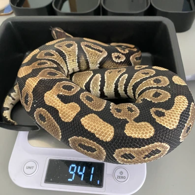 Rtb Phantom Het Hypo Het Puzzle Ball Python - male for sale from Brewsters ballz