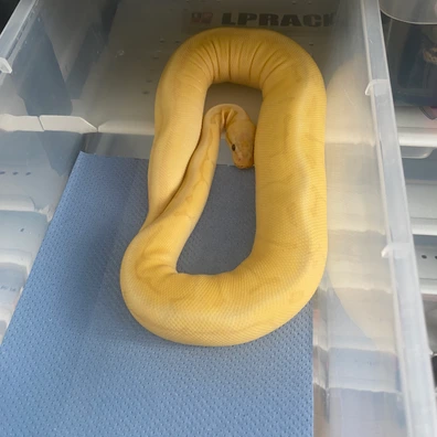 Female Coralglow Enchi Pin Poss Fire Dh Dg Pied Ball Python - female for sale from Brewsters ballz