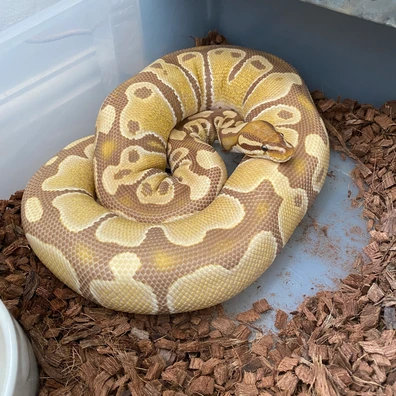 1.1 Fire Clown Het Ultramal Ultramal 66% Het Pied Ball Python - unknown for sale from Brewsters ballz