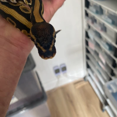 Hurricane + Het Clown Ball Python - male for sale from Brewsters ballz