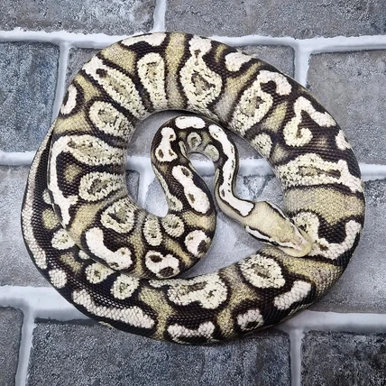 Axanthic angel - MorphMarket