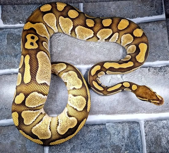 Cb23 Orange Dream Lesser Dhet Axanthic Desert Ghost Ball Python by ...