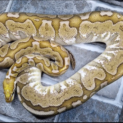 Cb21 Pastel Bamboo Proven Breeder