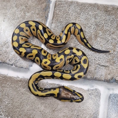 Cb25 Desert Ghost Poss Het Tristripe