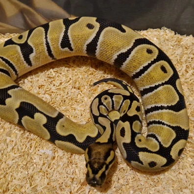 Cb25 Orange Dream Desert Ghost Poss Het Pied