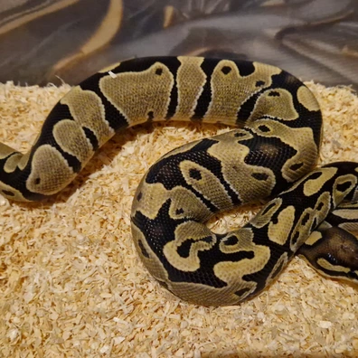Cb25 Desert Ghost Poss Het Pied
