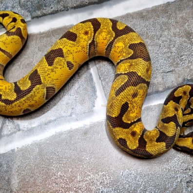 Super Enchi Orange Dream 50% Poss Het Tsk Axanthic Desert Ghost