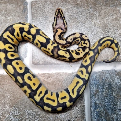 Cb25 Super Pastel Hurricane Desert Ghost Poss Het Tristripe