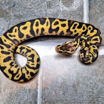 Cb25 Leopard Firefly 66% Poss Het Desert Ghost Pied
