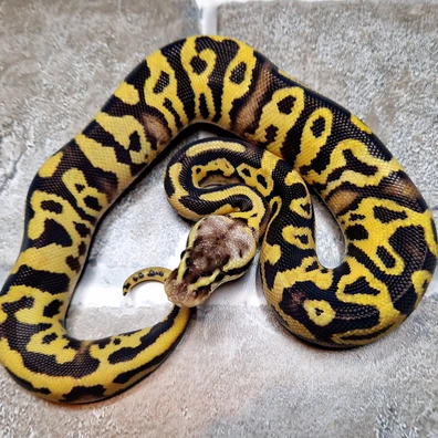 Cb25 Leopard Firefly 66% Poss Het Desert Ghost Pied