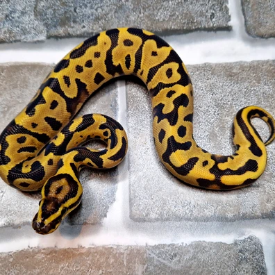 Cb25 Leopard Fire 66% Poss Het Desert Ghost Pied