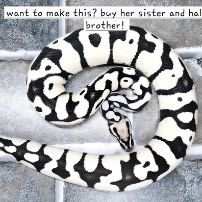 Cb25 Normal And Pastel 100% Double Het Tsk Axanthic Desert Ghost Pair Ball Python - unknown for sale from Axanthic angel