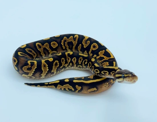 Barnhart Black Pastel Lace Scrambler Yellowbelly (Fire/Orange Dream) 66 ...