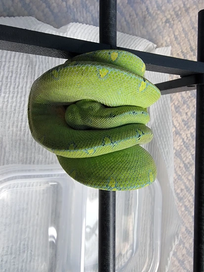 Designer Green Tree Python By Perched Up Pythons