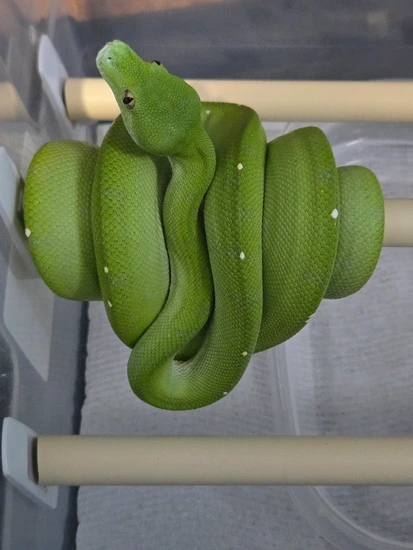 Green Tree Python Perched Merauke Green Tree Python by Perched-Up Pythons