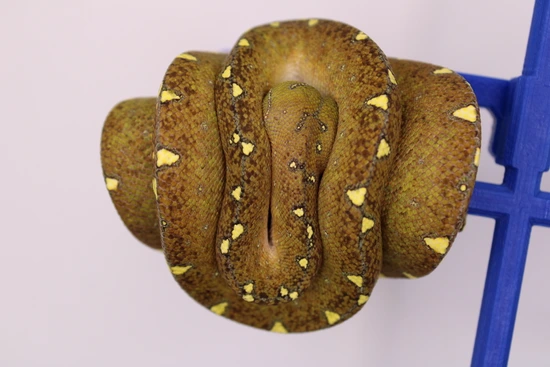 Designer Green Tree Python By Perched Up Pythons