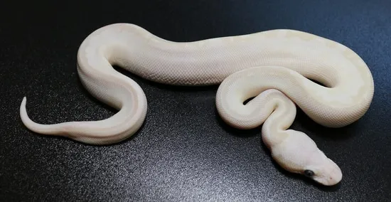 Pastel Mocha Ball Python Phantom Or Mocha Het Russo Possible Pastel Ball Python by Regius Creations
