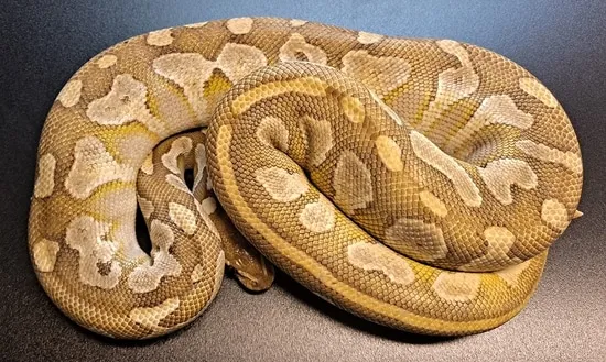 Platty Daddy Ball Python by Regius Creations