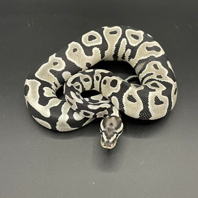 Leopard Desert Ghost Axanthic Tsk Ball Python - female for sale from Manuel's Pythons