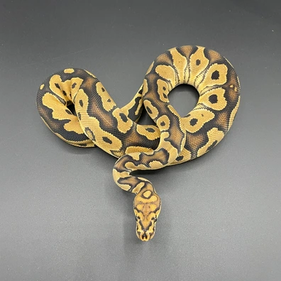 Clown Het Monsoon Ball Python - male for sale from Manuel's Pythons