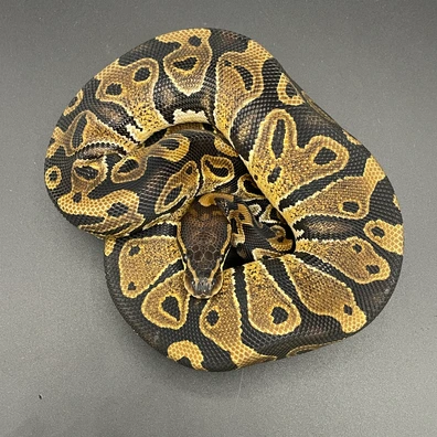 Het Monsoon Pos Het Clown Ball Python - female for sale from Manuel's Pythons