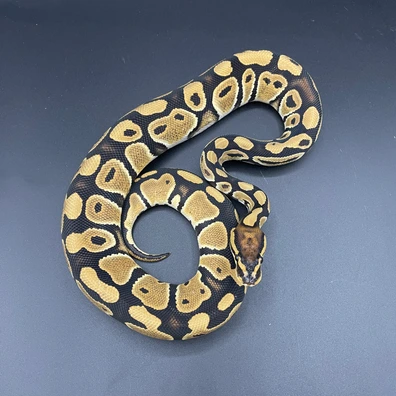 Het Clown Pos Het Monsoon Ball Python - female for sale from Manuel's Pythons