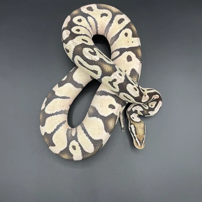 Desert Ghost Axanthic Tsk(Pastel) Ball Python - male for sale from Manuel's Pythons
